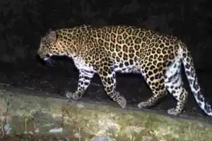 Operation launched to trap leopard spotted on CCTV in Shamshabad