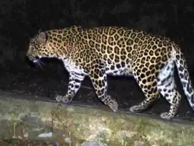 Operation launched to trap leopard spotted on CCTV in Shamshabad