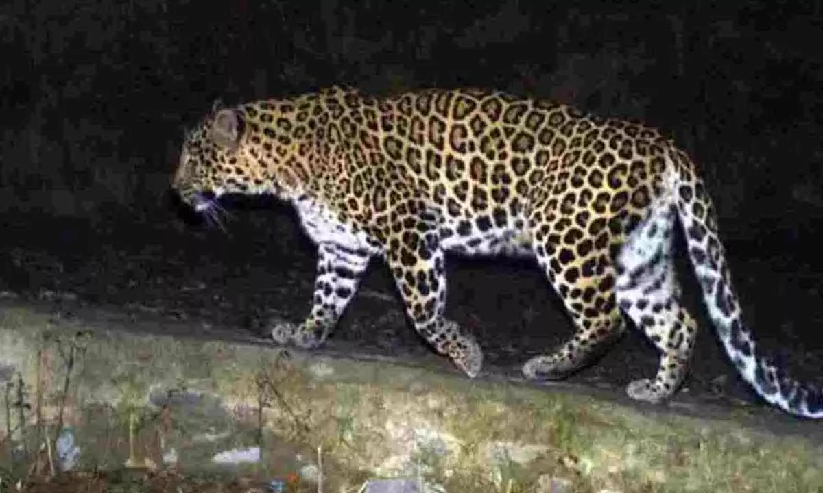 Operation launched to trap leopard spotted on CCTV in Shamshabad