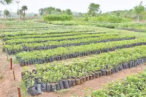 Palamuru’s Harita Haram Initiative Faces Setback