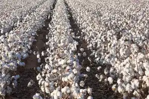 Rapidly growing cotton production