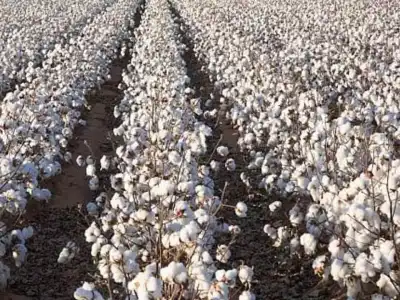 Rapidly growing cotton production
