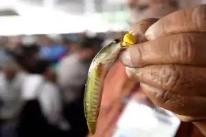 Ready for distribution of ‘Fish Prasadam’ today