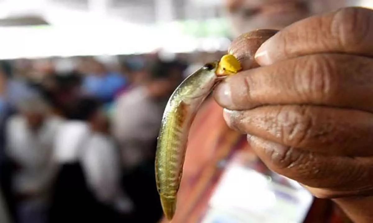 Ready for distribution of ‘Fish Prasadam’ today