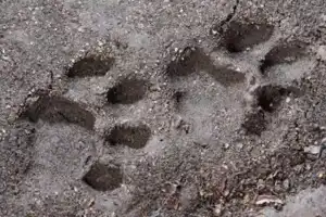 Shamshabad residents tense after wild animal attack