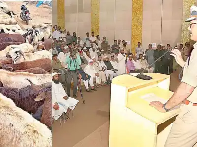 Sheep prices expected to skyrocket this Bakrid, putting strain on budgets