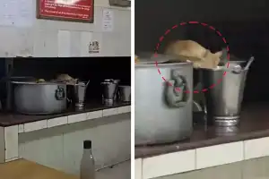 Cat caught on video eating food in JNTUH mess in Hyderabad, goes viral