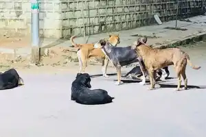 Child Injured in Stray Dog Attack; Parents Distressed by Increasing Dog Menace