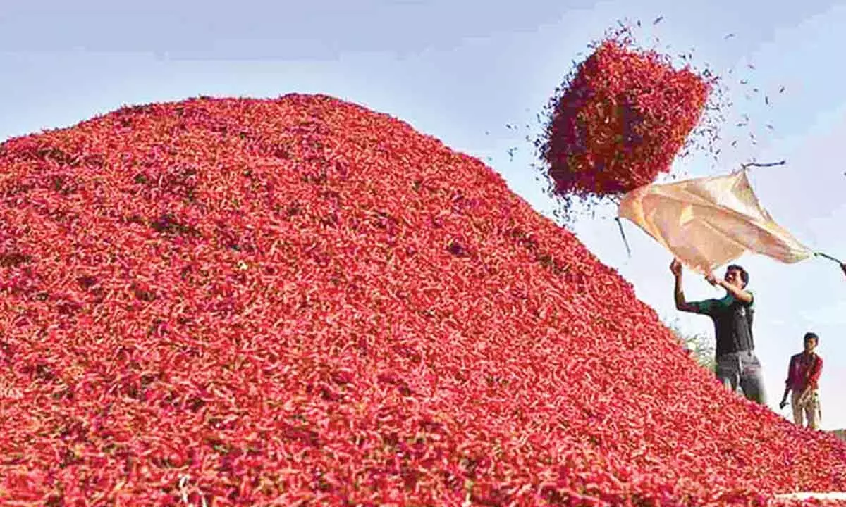 Farmers’ hopes shattered as dry chilli prices plummet
