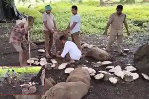 Forest officials in Andhra Pradesh confiscate 246 tortoises being smuggled