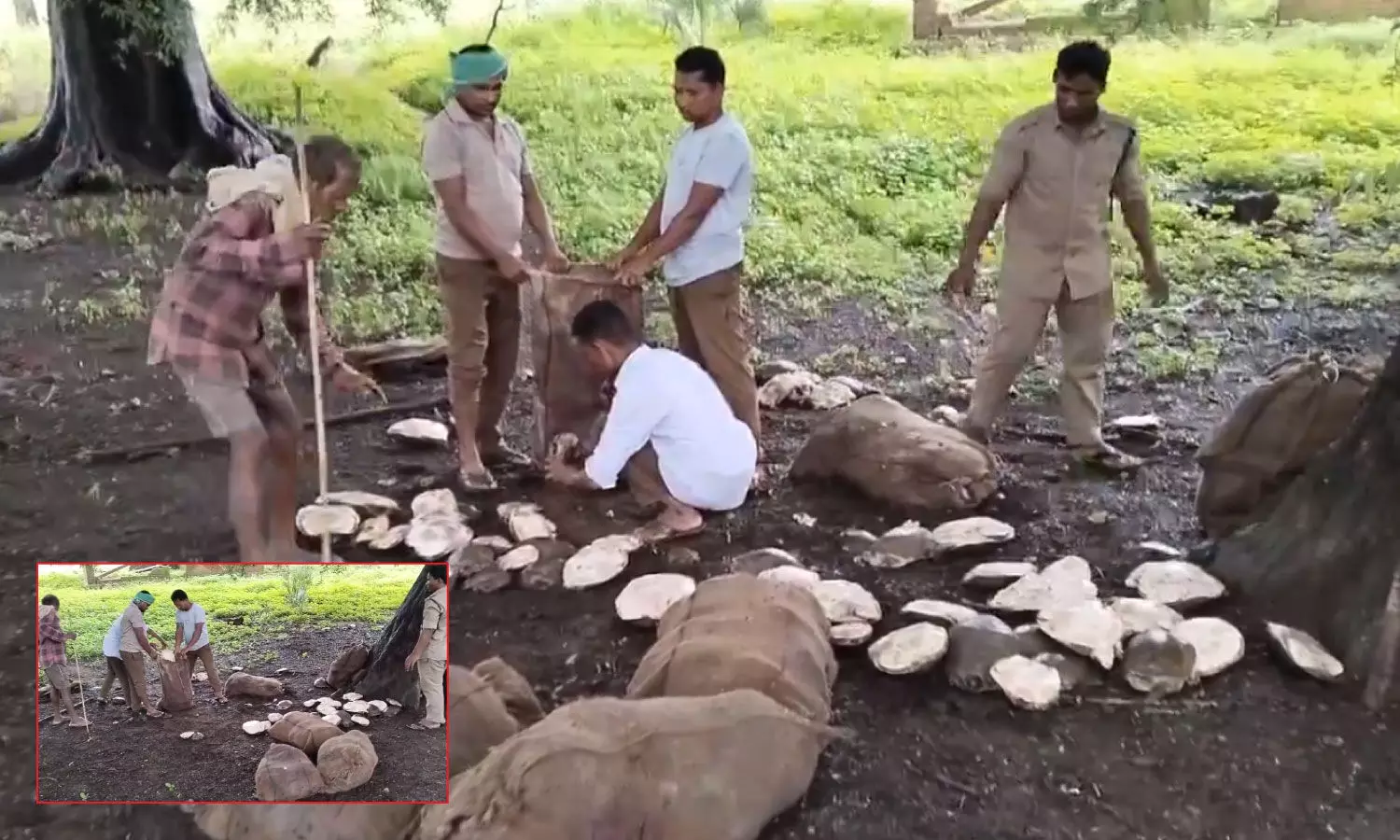 Forest officials in Andhra Pradesh confiscate 246 tortoises being smuggled