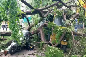 Hyderabad: Elderly Man Fatally Struck by Falling Tree in Old City