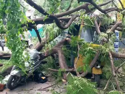 Hyderabad: Elderly Man Fatally Struck by Falling Tree in Old City