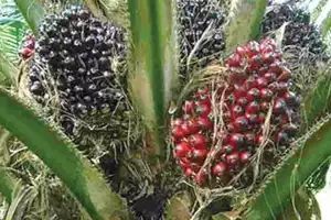 Oil Palm Cultivation to Expand to 100,000 Acres in 2024-25