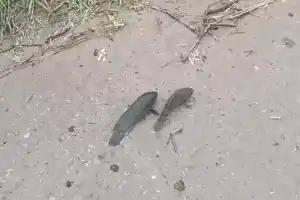 People are amazed by unusual fish crawling on the road