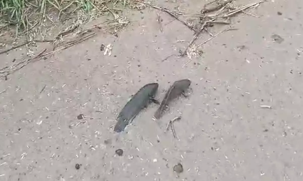 People are amazed by unusual fish crawling on the road