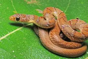 Pilgrim Attacked by Snake During Journey to Tirumala