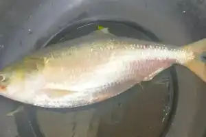 Record-breaking price of Rs 24,000 per kg fetched by first Hilsa fish of the season
