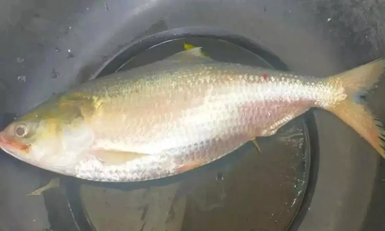 Record-breaking price of Rs 24,000 per kg fetched by first Hilsa fish of the season