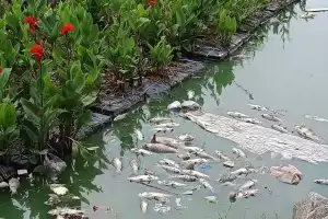 Residents express concern over dead fish found in Mushki Cheruvu