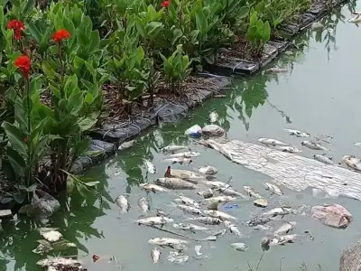 Residents express concern over dead fish found in Mushki Cheruvu