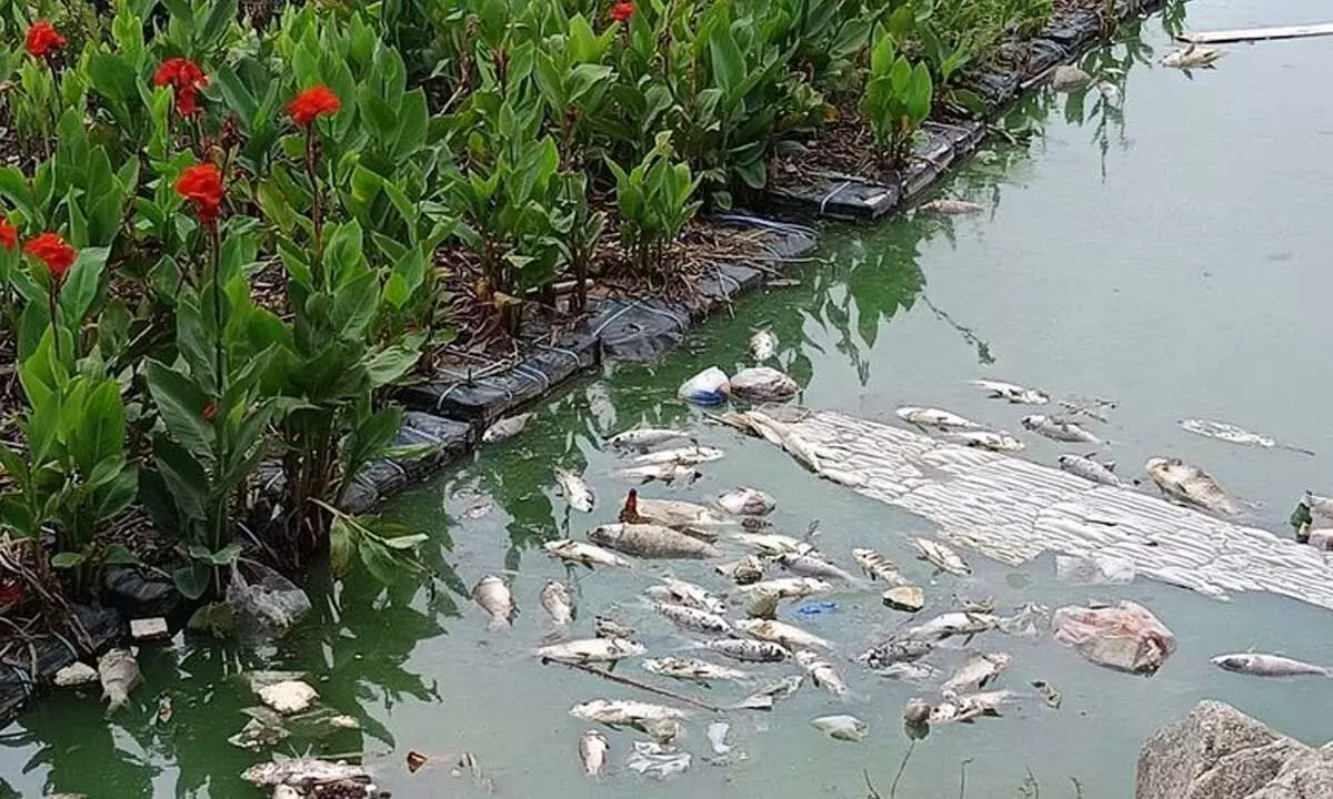 Residents express concern over dead fish found in Mushki Cheruvu