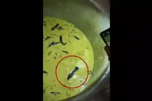 Students at JNTUH Sultanpur outraged by presence of insects and rats in food