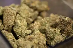 83.4 Kilograms of Marijuana Confiscated in Sangareddy