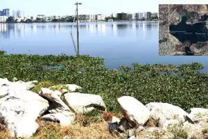 A TALE OF VANISHING LAKES-II: Ameenpur Lake, once a sanctuary for migratory birds, now a pollution hotspot
