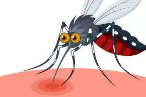 City Records 1,852 Dengue Cases This Year