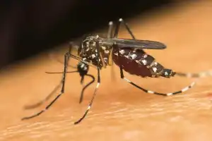 Despite Surge in Dengue Cases, SCB Falls Behind in Anti-Larval Efforts