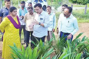 Farmers Encouraged to Prioritize Oil Palm Cultivation