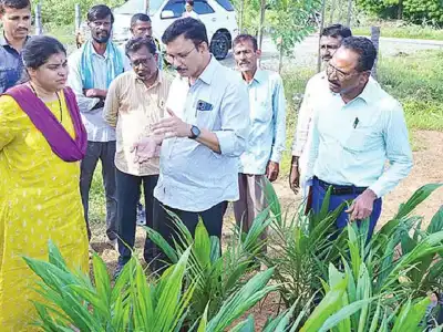 Farmers Encouraged to Prioritize Oil Palm Cultivation