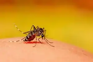 Officials to implement stringent actions to curb mosquito-borne illnesses