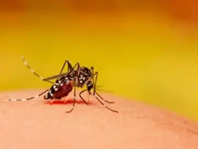 Officials to implement stringent actions to curb mosquito-borne illnesses