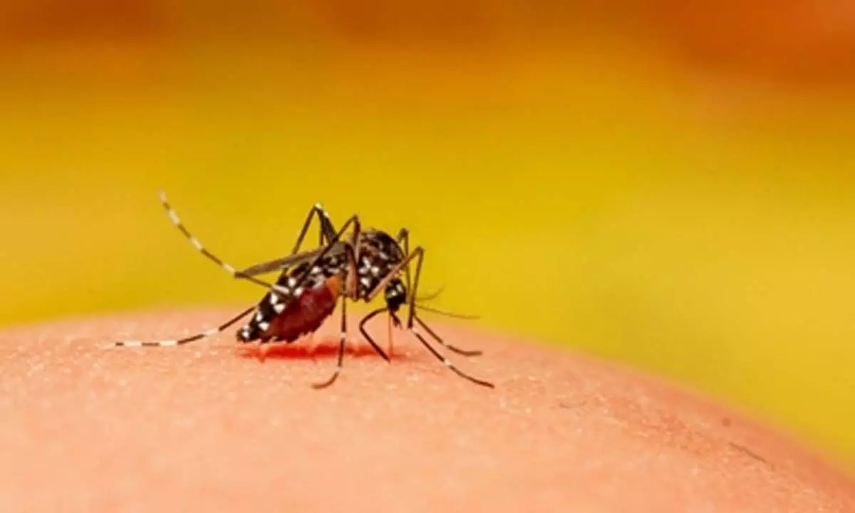 Officials to implement stringent actions to curb mosquito-borne illnesses