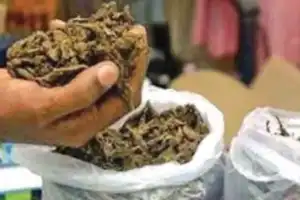 Police Crack Down on Drug Traffickers, Seize 60 kg of Ganja