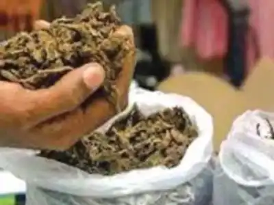 Police Crack Down on Drug Traffickers, Seize 60 kg of Ganja