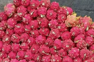 Retired Teacher Pioneers Dragon Fruit Cultivation