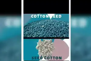 Unregulated Seed Companies Lead to Major Losses for Farmers in Gadwal