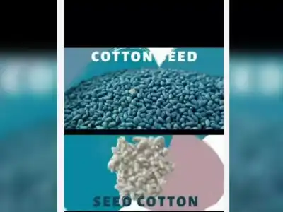 Unregulated Seed Companies Lead to Major Losses for Farmers in Gadwal