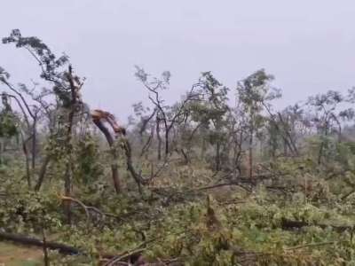 50,000 Trees Uprooted in Mulugu District Following Cloudburst