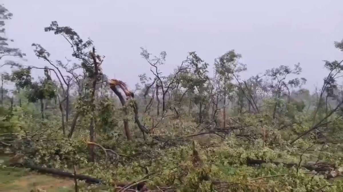 50,000 Trees Uprooted in Mulugu District Following Cloudburst