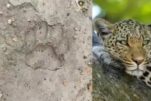 Cheetah Spotted Roaming in Mulugu