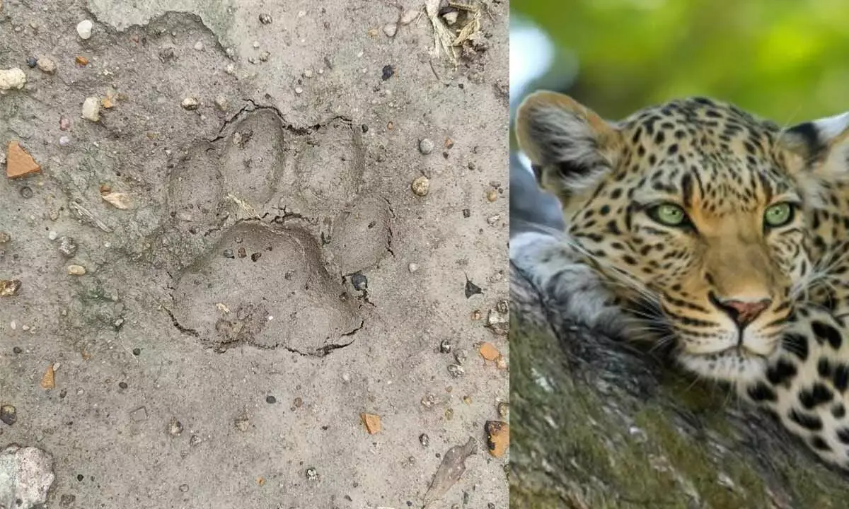 Cheetah Spotted Roaming in Mulugu