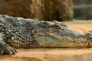 Crocodile Sighted in Bahadurpura Drain, Pathabasti