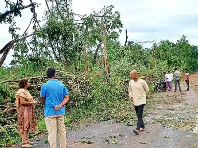 Devastating Tornado Uproots Over 100,000 Trees in Mulugu