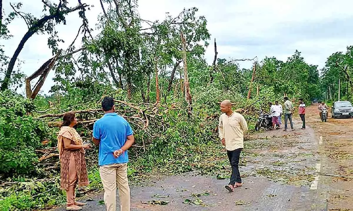 Devastating Tornado Uproots Over 100,000 Trees in Mulugu