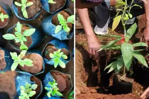 GIC Participates in Tree Plantation Drive