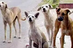 Harish Rao Raises Alarms Over Increasing Dog Bite Incidents